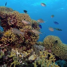 на дне морском