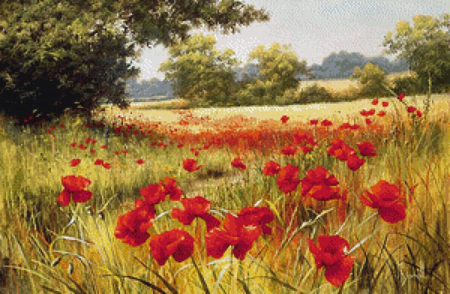 маковое поле - цветы, маки, пейзаж - предпросмотр