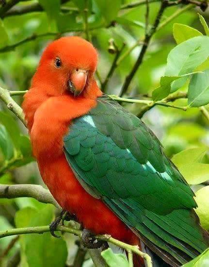 loro - оригинал