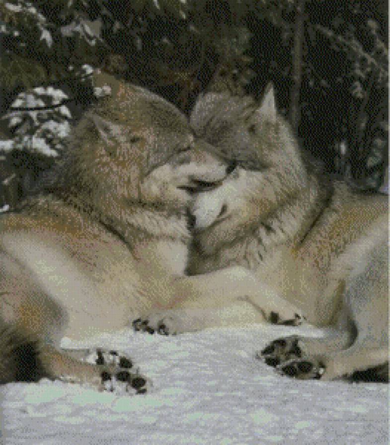 забота - зима, звери, пара, лес, волки, любовь - предпросмотр