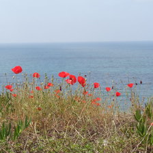 Схема вышивки «маки»