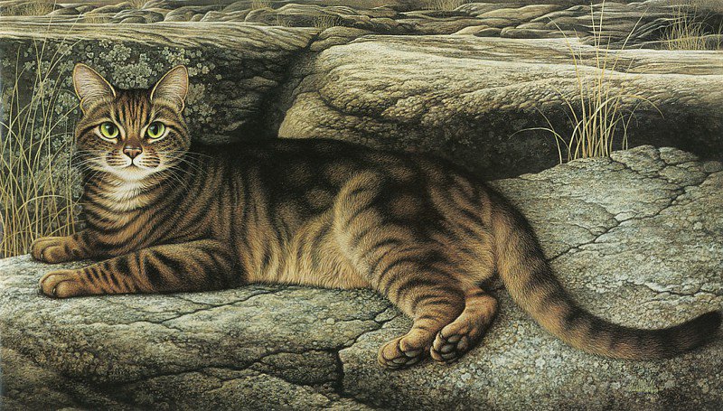 кот - кот, кошка - оригинал