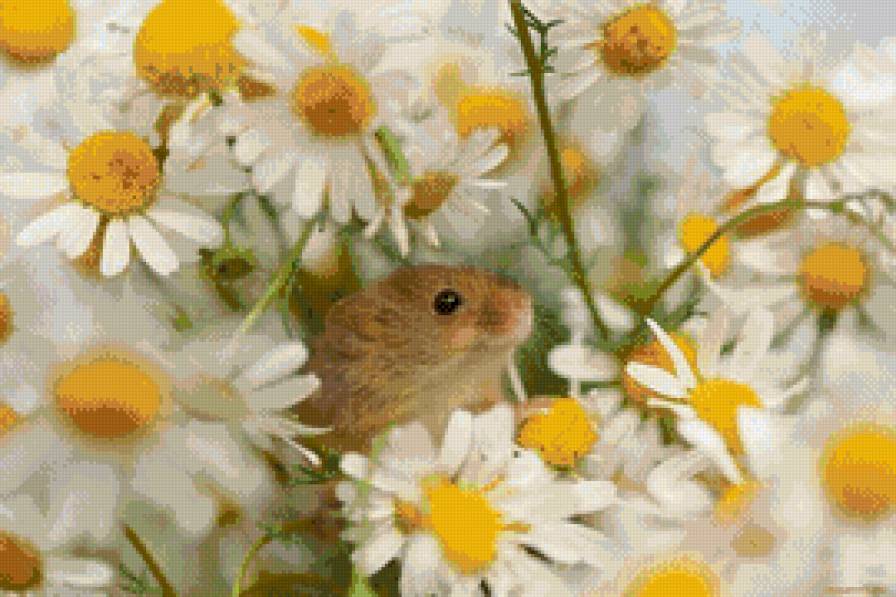 Мышонок в ромашках - хомяк, животные, цветы, ромашки, мышь - предпросмотр