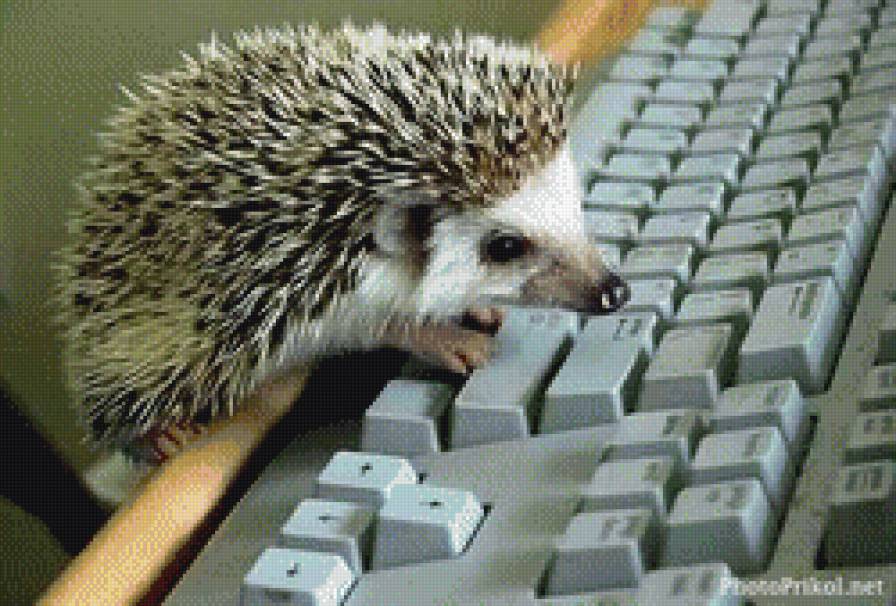 Умный ёж - еж, животные - предпросмотр