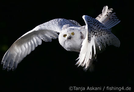 сова - совы, птицы - оригинал