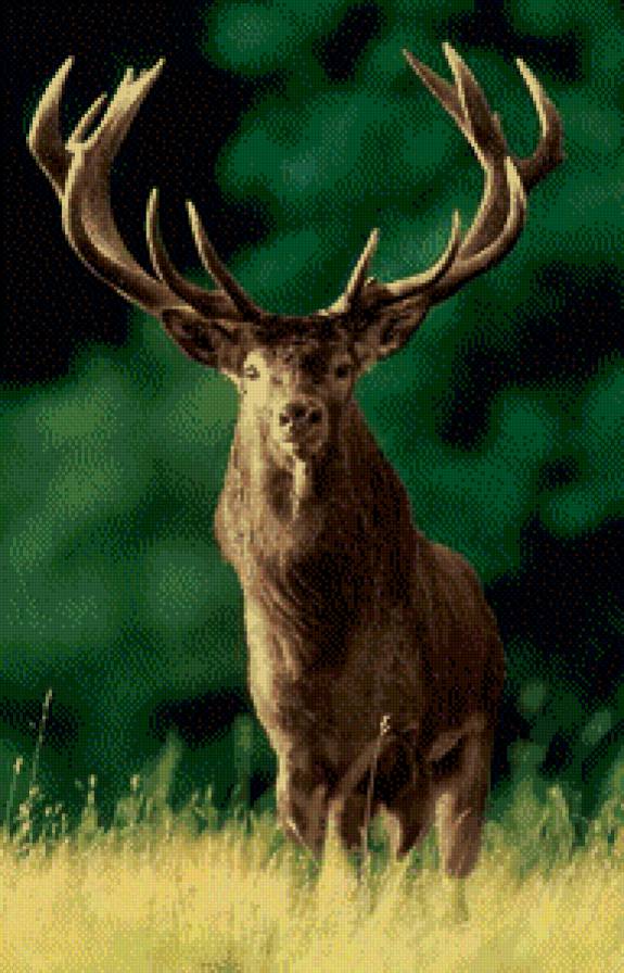Олень - животное, олень - предпросмотр