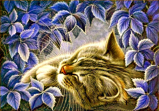 №948686 - сладкий сон, котенок, домашние животные - оригинал