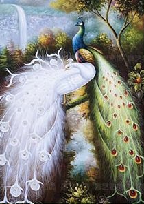 павлины - птицы - оригинал