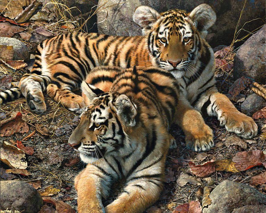 №949057 - хищники, пара, природа, отдых, тигрята - оригинал