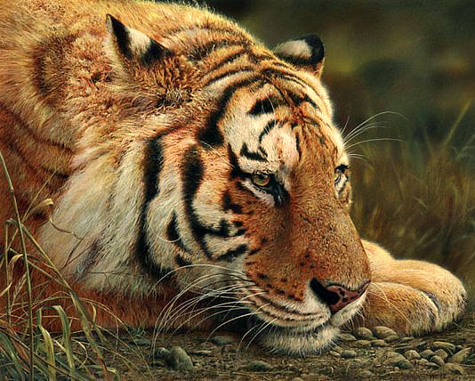 №949064 - полосатый хищник, природа, тигр, отдых - оригинал