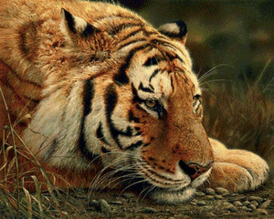 №949064 - полосатый хищник, отдых, природа, тигр - предпросмотр