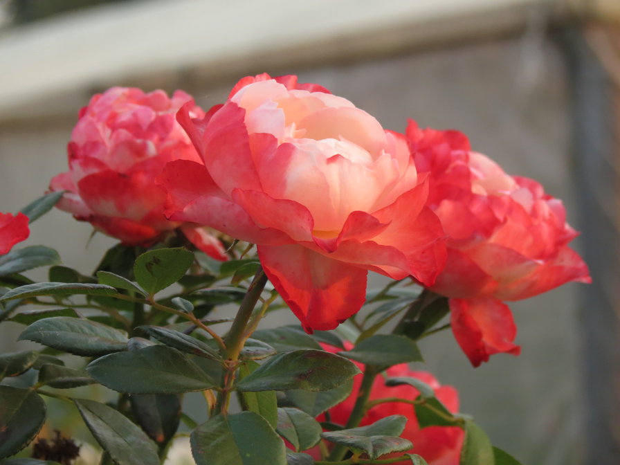 роза красная - цвети - оригинал