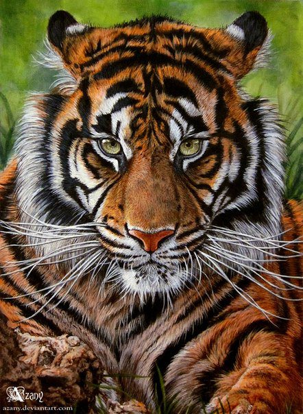 тигр - тигр, дикие животные, картина - оригинал