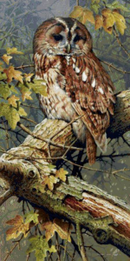 сова - птицы, картина, пейзаж - предпросмотр