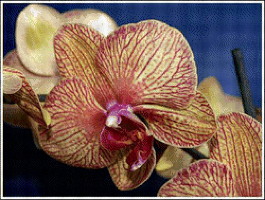 орхидея 1 - предпросмотр
