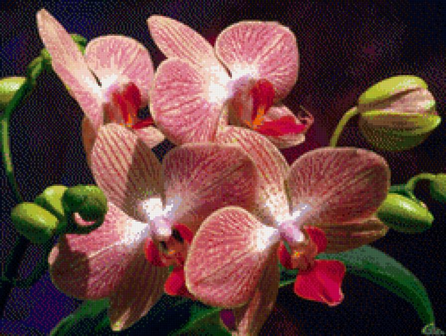 орхидея 2 - предпросмотр