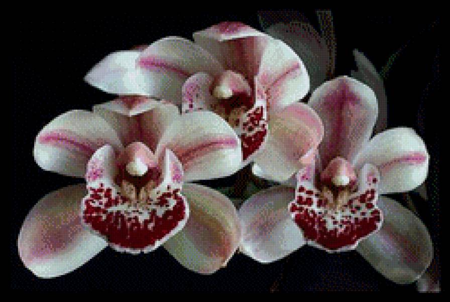 орхидея 3 - предпросмотр
