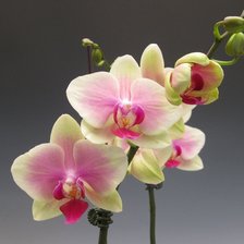 Схема вышивки «орхидея 4»