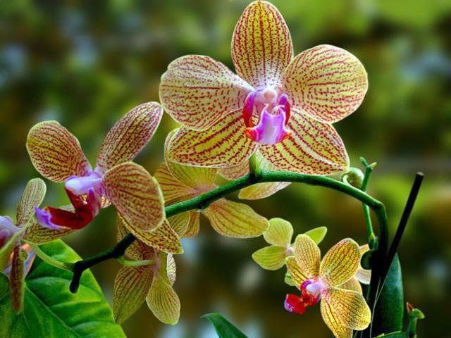 орхидея 5 - оригинал