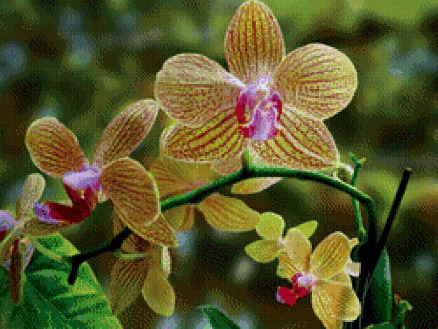 орхидея 5 - предпросмотр
