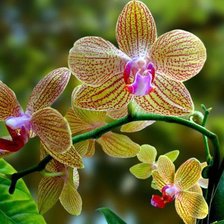 Схема вышивки «орхидея 5»