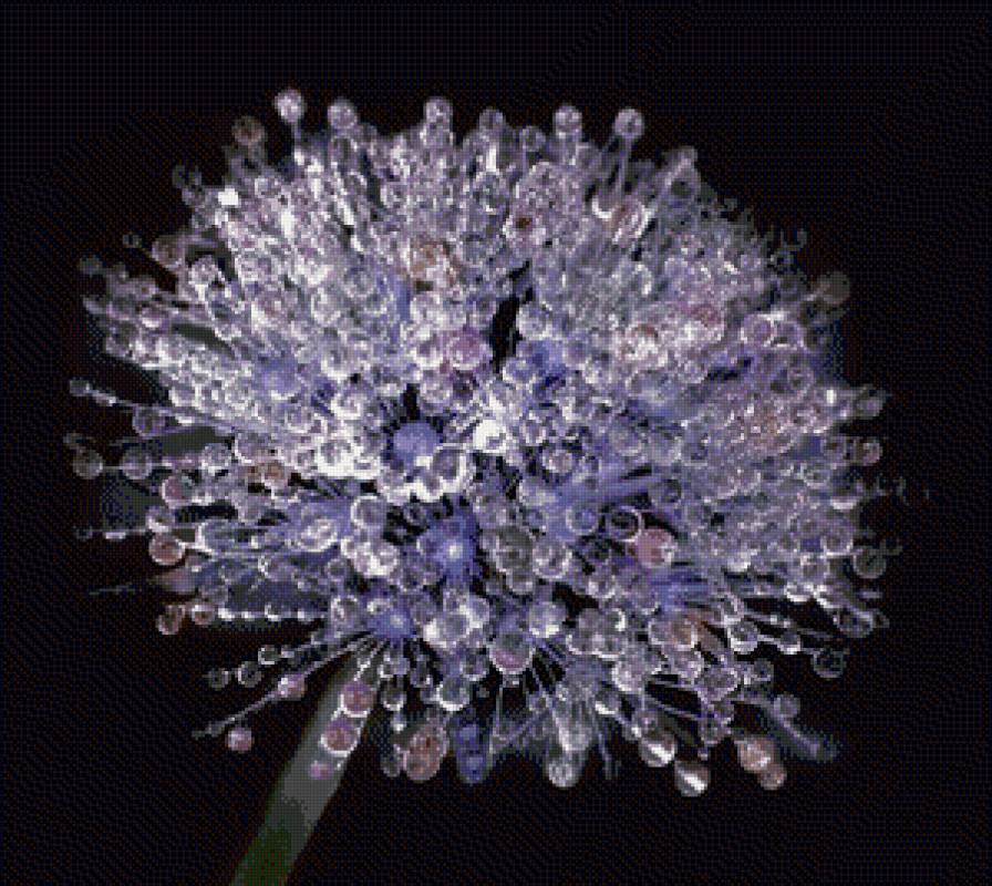 Одуванчик в росе. - капли, одуванчик, черный, украшение, фон, роса - предпросмотр