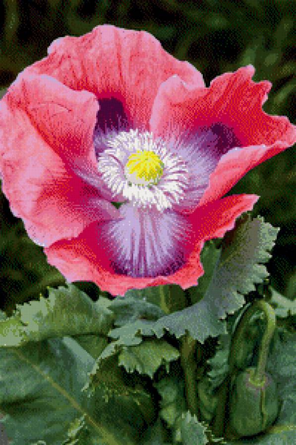 Цветок мака. Символ женственности. - женственность, цветок, мак, счастье, лепестки - предпросмотр