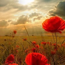 Схема вышивки «маки»