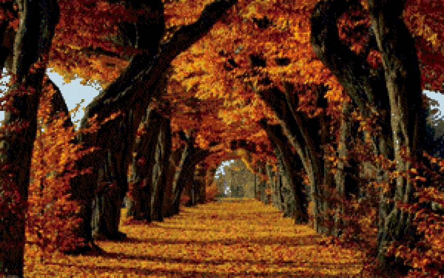 золотая аллея - клен, аллея, природа, осень, пейзаж - предпросмотр