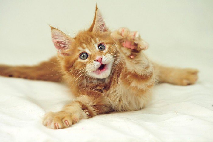 Котэ - оригинал