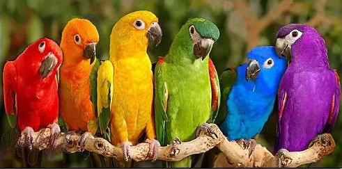 милахи - оригинал