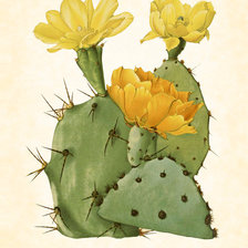 Схема вышивки «cactus2»