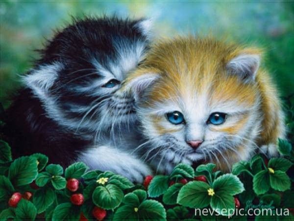 котята - котята - оригинал