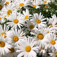 Схема вышивки «ром»