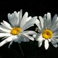 Схема вышивки «№950658»