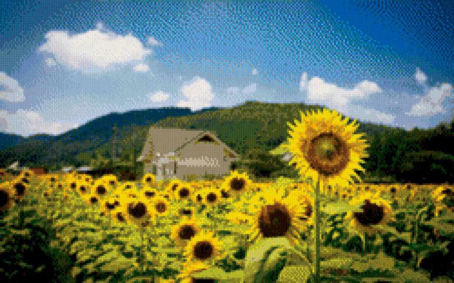 Sunflowers - предпросмотр