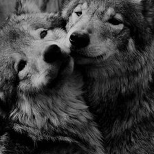 Схема вышивки «Волчата»