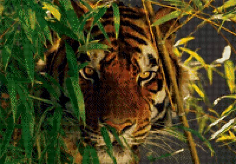 Тигр - животные, тигр - предпросмотр