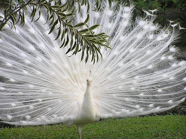 белый павлин - оригинал