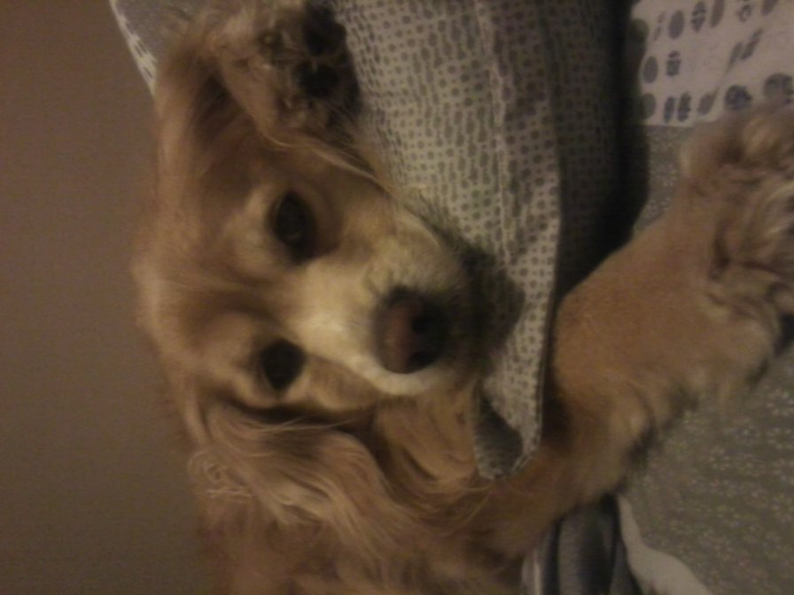 Тимоша - собака, член семьи, друг - оригинал