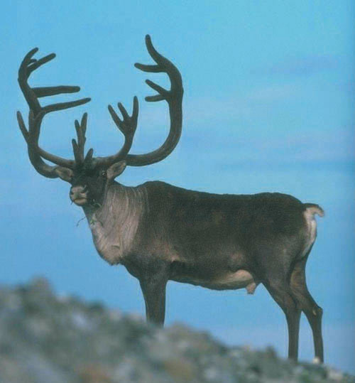 олень - оригинал