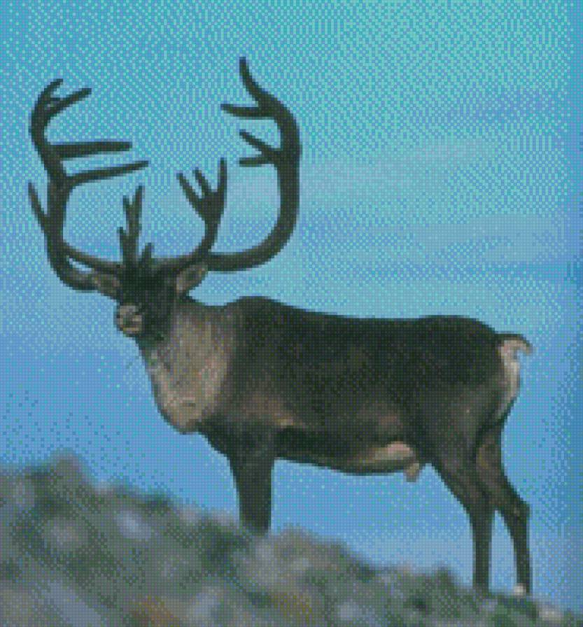 олень - предпросмотр