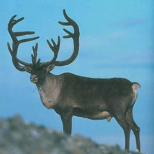 Схема вышивки «олень»