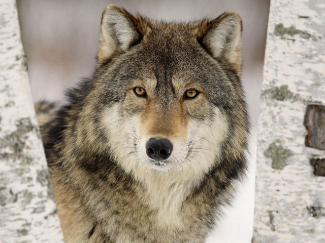 серия -животные - волки - оригинал