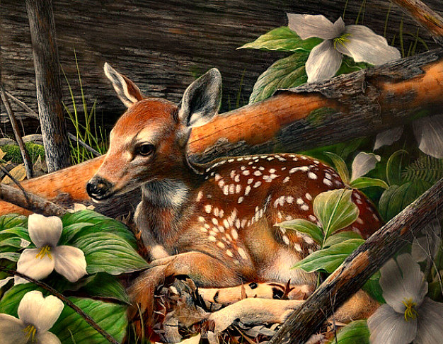 Серия "Дикая природа" - цветы, животные, олененок - оригинал