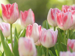 тюльпаны - розовые тюльпаны, цветы - оригинал
