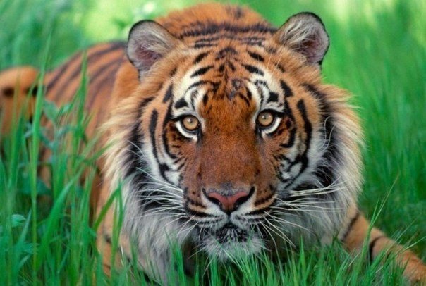 полосатик - животные - оригинал