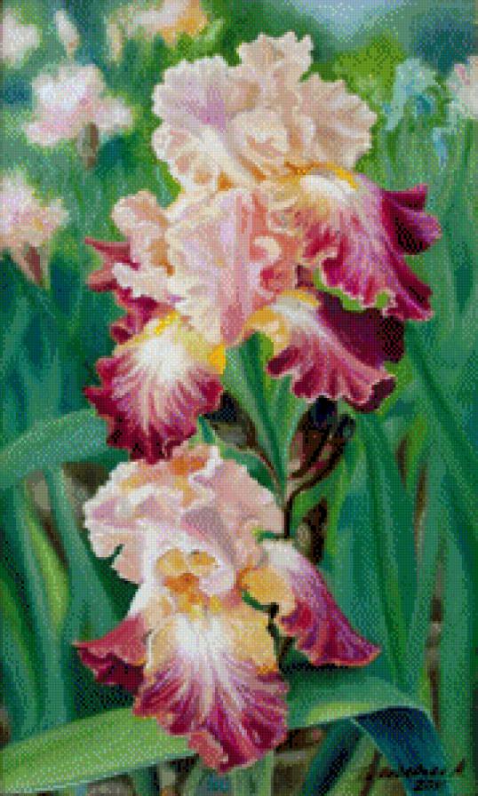 №951815 - ирисы - предпросмотр