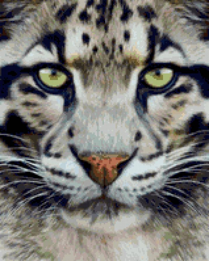 Взгляд 2 - животные - предпросмотр