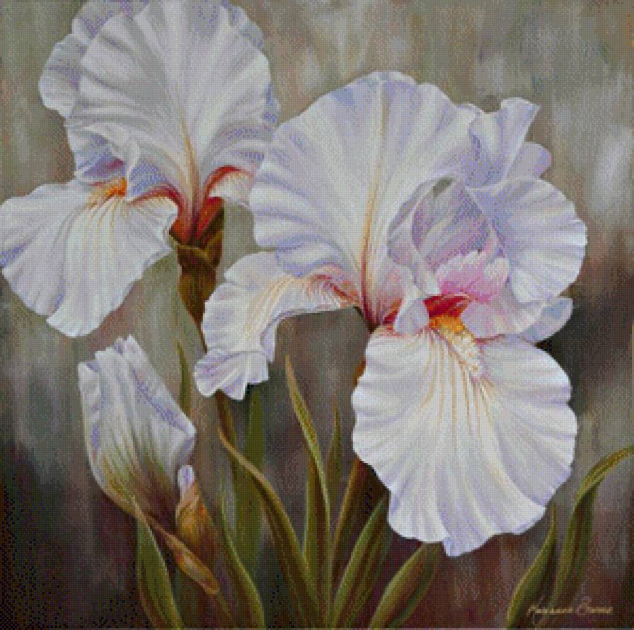 №951835 - ирисы - предпросмотр